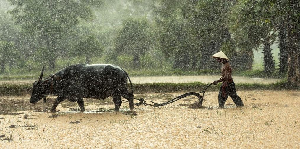 Smallholder: The Little Land Boss
