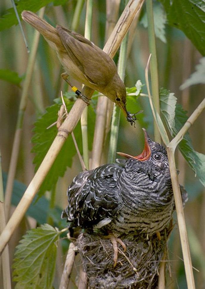 Horns, Hand Gestures, and Poultry Anatomy: The Visual Symbolism