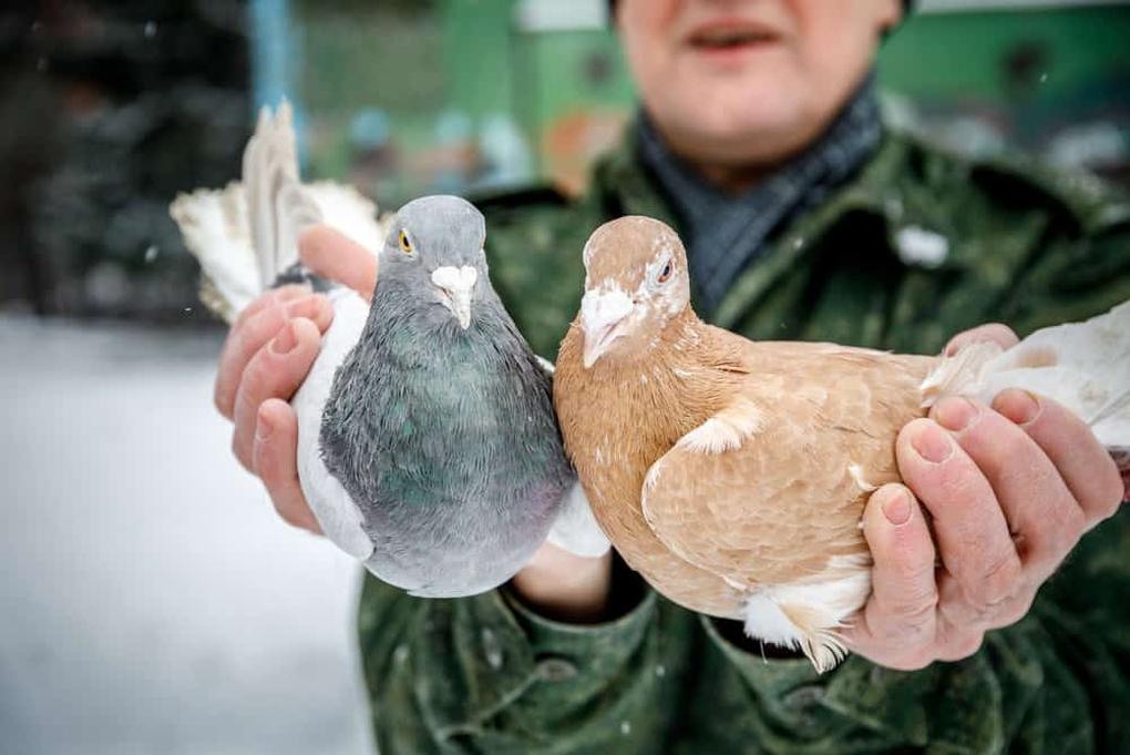 There were considerable challenges in trying to use pigeons for communication within fleets or from shore-to-ship. For these scenarios to work, a pigeon loft needed to be established on each ship to raise birds that could home back to the moving ship. The practical difficulties included: