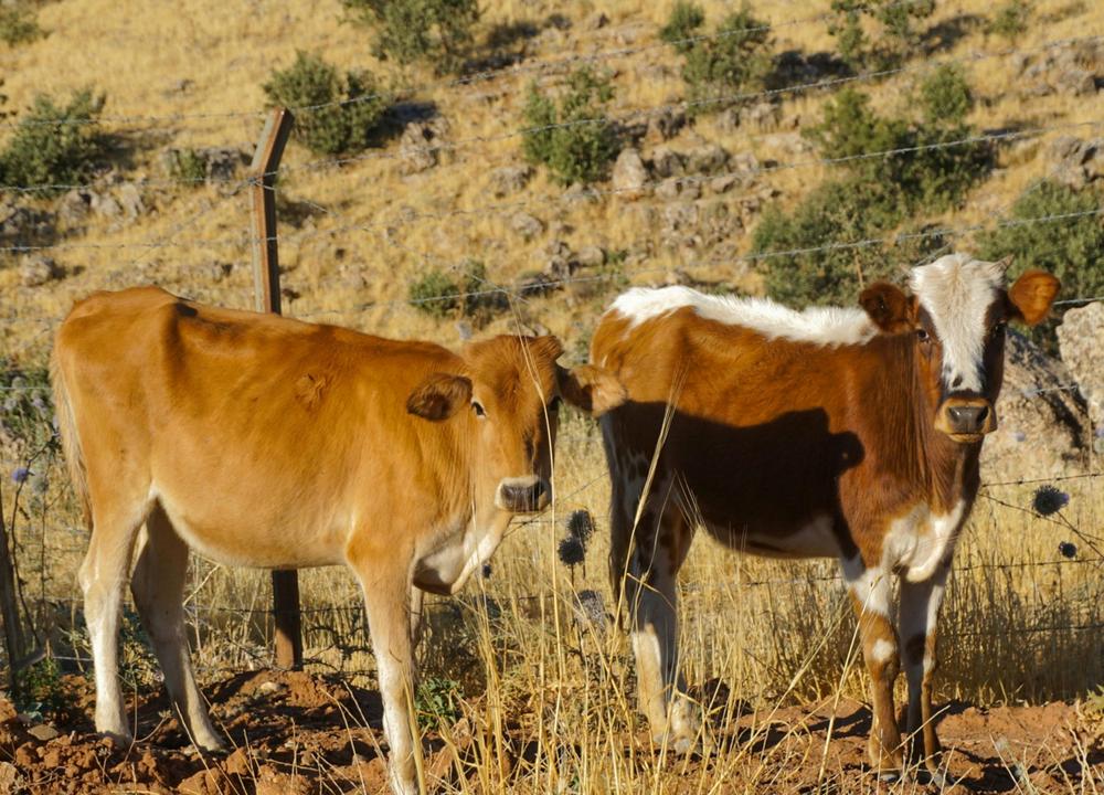 Cattle in Africa: The Great Hybridizer