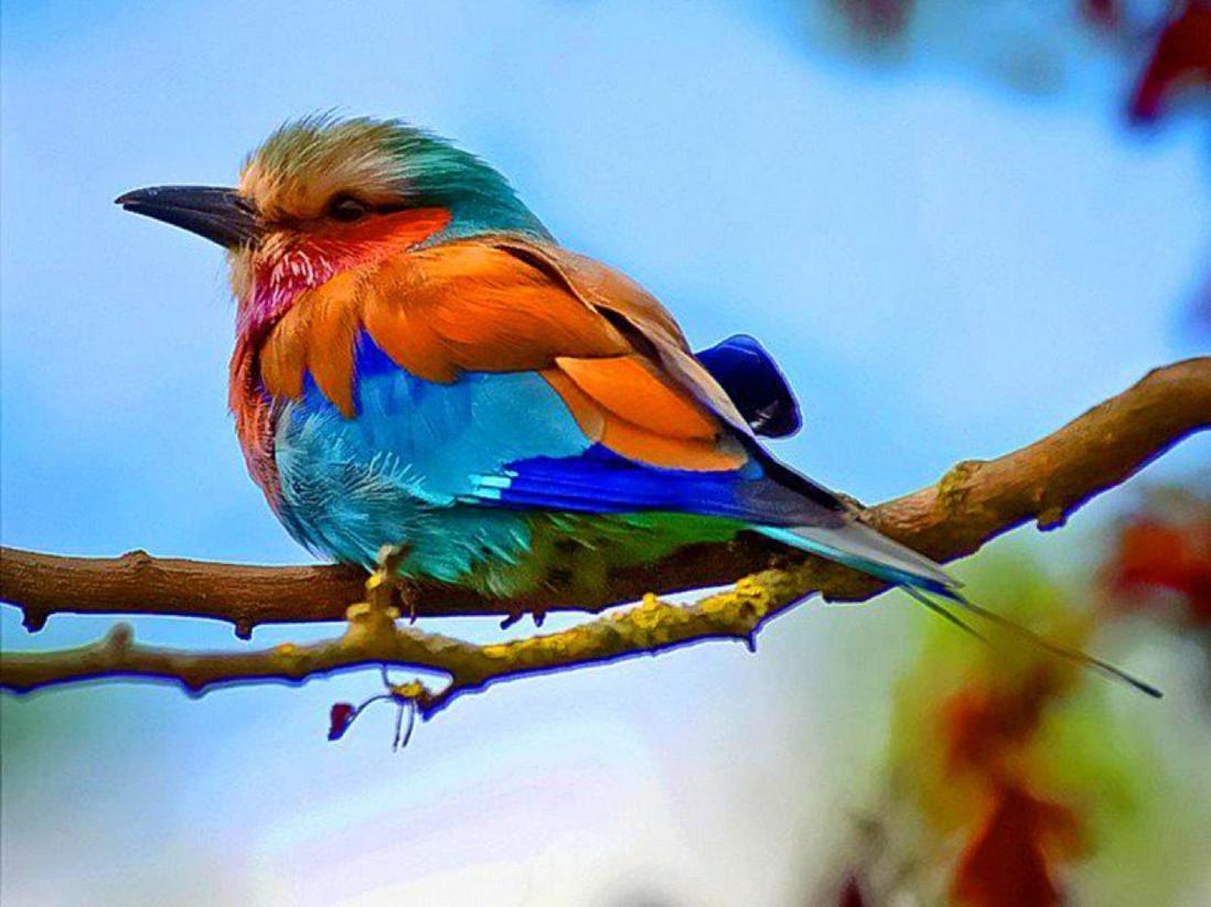 Matthew 6:26 is referring broadly to the wild birds of the sky, primarily those that do not sow, reap, or store food in barns, using their natural behavior as an example of reliance on God's provision.