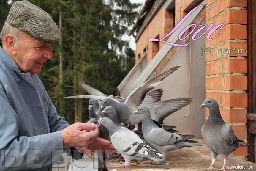 Homing pigeons were indeed used by navies, primarily for ship-to-shore messaging during World War I. However, their use was limited by the need for a fixed home location, making communication between moving ships or from shore back to ships largely impractical and short-lived.