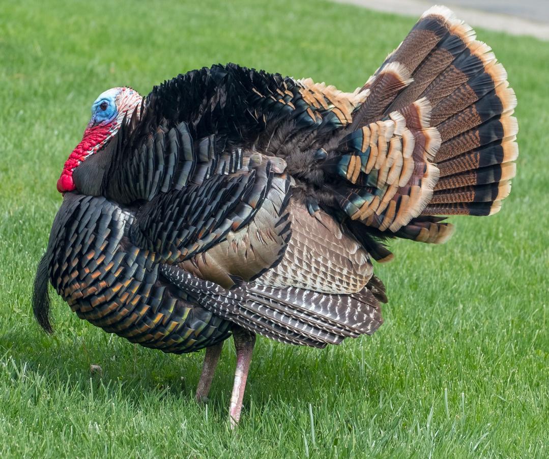 The myth that turkey causes sleepiness because it contains a large amount of tryptophan is widespread but false.Turkey isn't uniquely rich in tryptophan; all animal proteins have it in similar amounts. Yet, this myth flourished through scientific hiccups, media exaggerations, and cultural reinforcement—especially around holiday meals like Thanksgiving.
