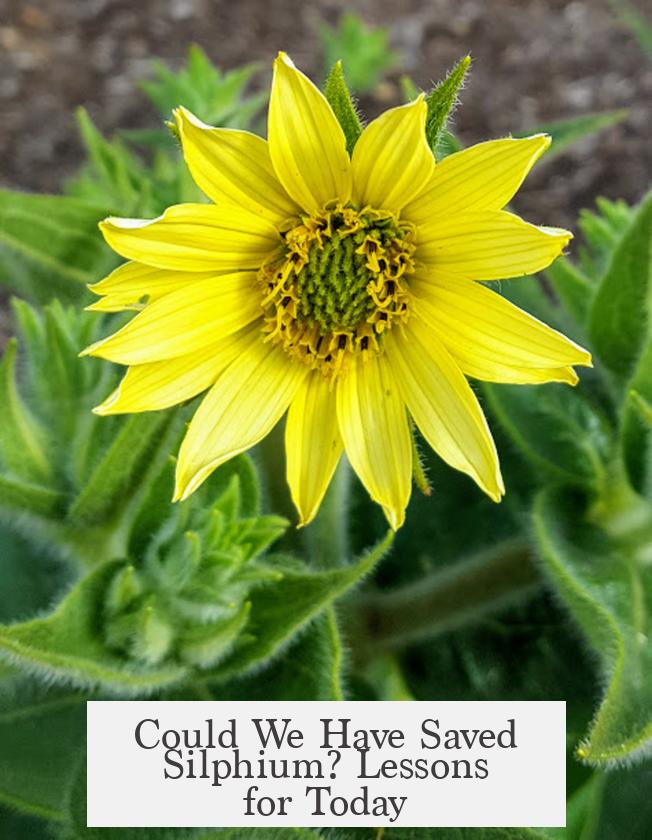 Could We Have Saved Silphium? Lessons for Today
