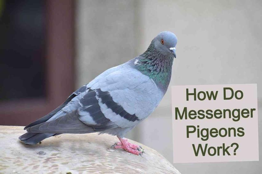 British pigeons were trained to fly distances between 70 and 150 miles swiftly, showcasing impressive feats of endurance and navigation.