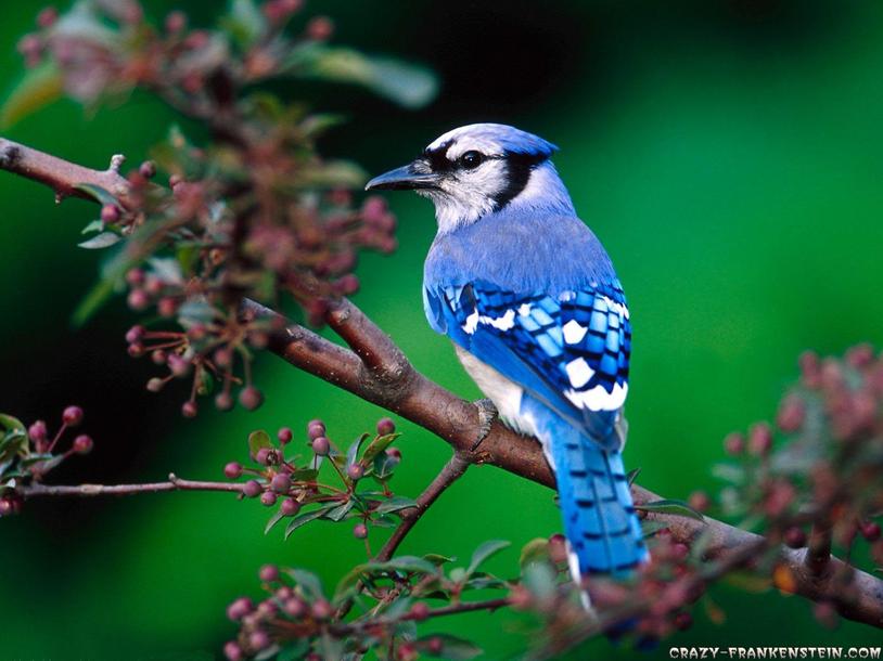 Birds known to Jesus’ audience mainly included those common in ancient Judea, a semi-arid region with many migratory and local species. The mention of birds not sowing or reaping points toward creatures like migratory birds, which were abundant and visible in the region. Migratory birds crossing through the Black Sea–Mediterranean Flyway—an important bird migration route through Europe and Asia to Africa—are a likely reference. Many such birds pass through the Mediterranean in seasonal patterns, including species like the barn swallow. These birds neither farm nor store grain but survive on what they find.