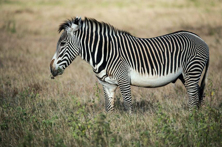In Europe, zebras became a fashionable novelty more than working animals. Their striking look attracted attention, but they lacked the practical utility that domesticated animals provide.