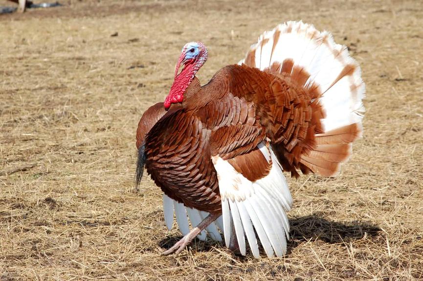 Where Did It All Begin? The Tryptophan Misunderstanding