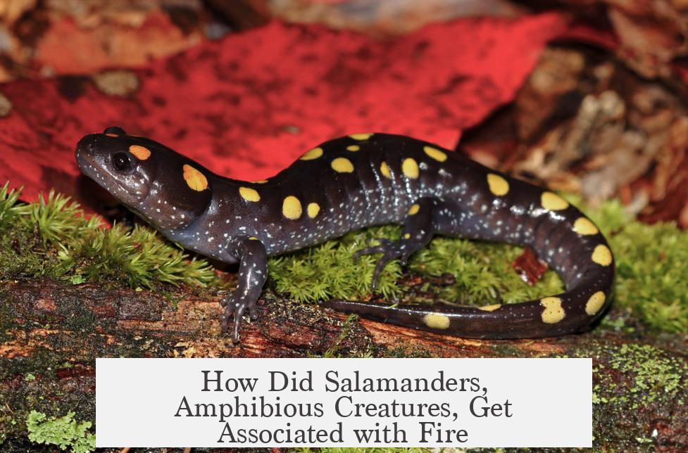 How Did Salamanders, Amphibious Creatures, Get Associated with Fire?