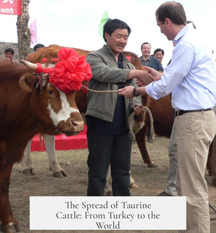 The Spread of Taurine Cattle: From Turkey to the World
