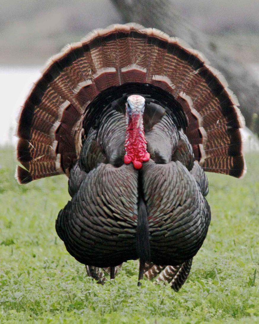 During the late 1960s and early 1970s, scientific studies began to reveal that purified L-tryptophan supplements could promote sleep by influencing serotonin production in the brain. However, these studies used isolated supplements, not foods like turkey. The media and some psychologists extended these findings incorrectly, suggesting tryptophan in foods such as milk and turkey might have similar sedative effects. Milk does contain tryptophan, but in small amounts unlikely to have a strong impact on sleep when consumed normally.