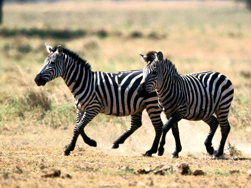They grow crankier with age. Imagine encountering an animal that uses biting not as a warning but as a full-on attack strategy. Once a zebra sinks its teeth in, good luck getting them to let go. Ouch.