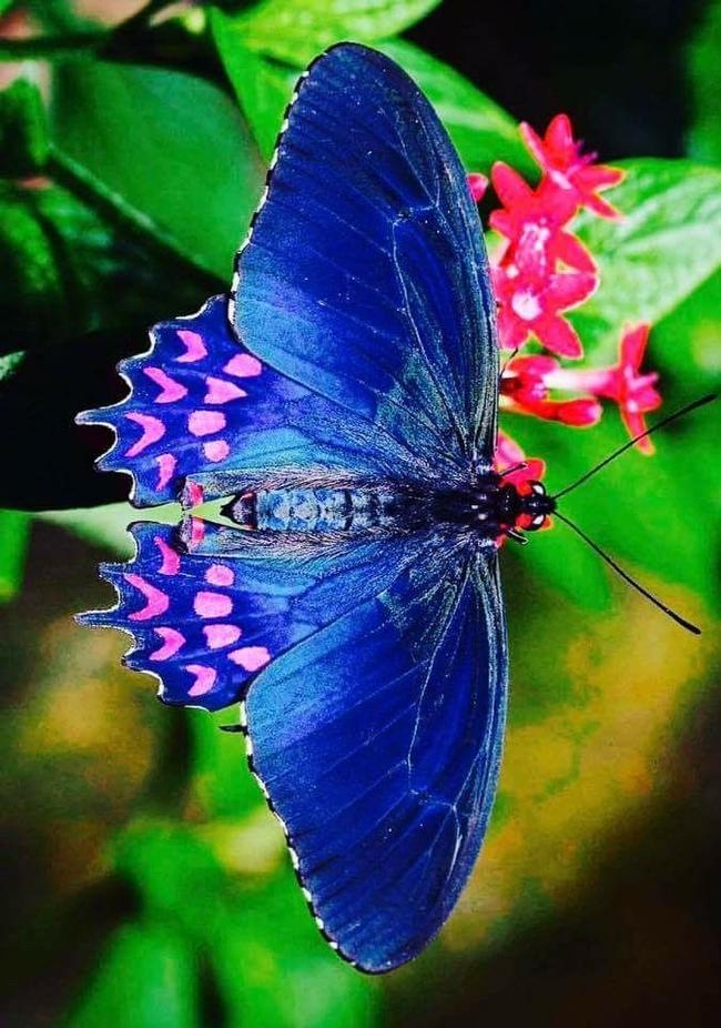Do We Know How the “Butterfly Ballot” in Palm Beach County, Florida, for the 2000 USA Presidential Election, Ended Up Being Designed the Way It Was?