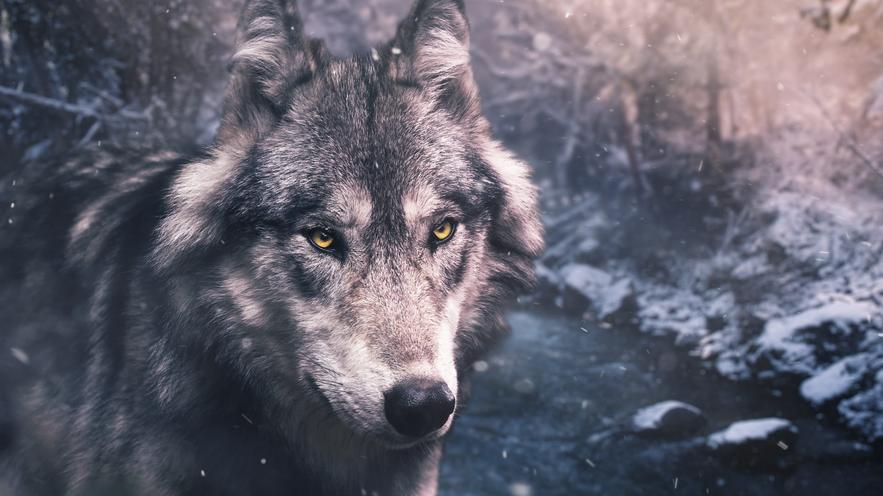 Norse mythology has powerful dog and wolf names.GeriandFrekiare two wolves who accompany Odin, symbolizing companionship and strength.Garmis a guardian of the underworld, representing fierce loyalty and protection. For a large and formidable dog,Fenrir, the wolf who battles gods at Ragnarok, stands out.