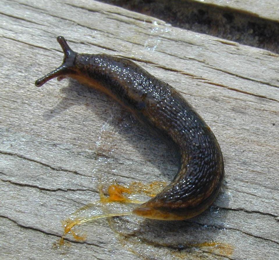What Can We Learn from the Mystery of "Slug Bug’s" Origin?
