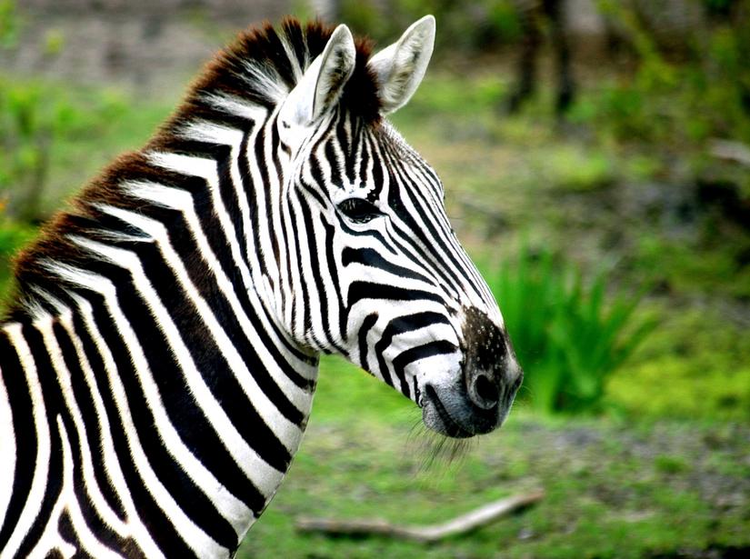 The simple answer is this:Zebras just don’t fit the bill for domestication, commercial use, or hybrid breeding because of their aggressive nature, physical limitations, and evolutionary history.