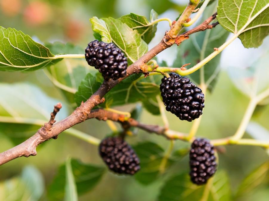 Why do several nursery rhymes feature a "mulberry bush," given that mulberries do not grow on bushes?