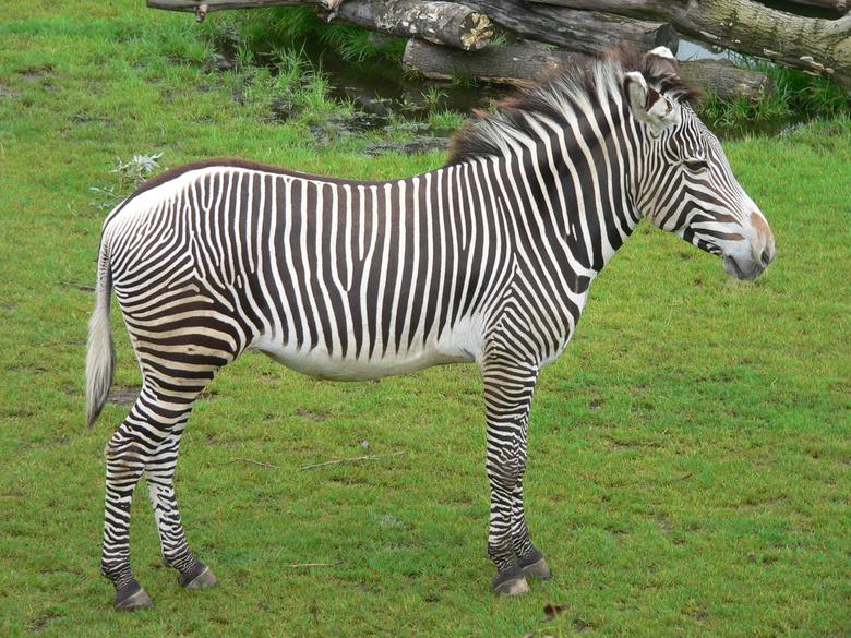 Why weren’t Zebras ever domesticated and used for military or transport purposes in areas where horses were non native?