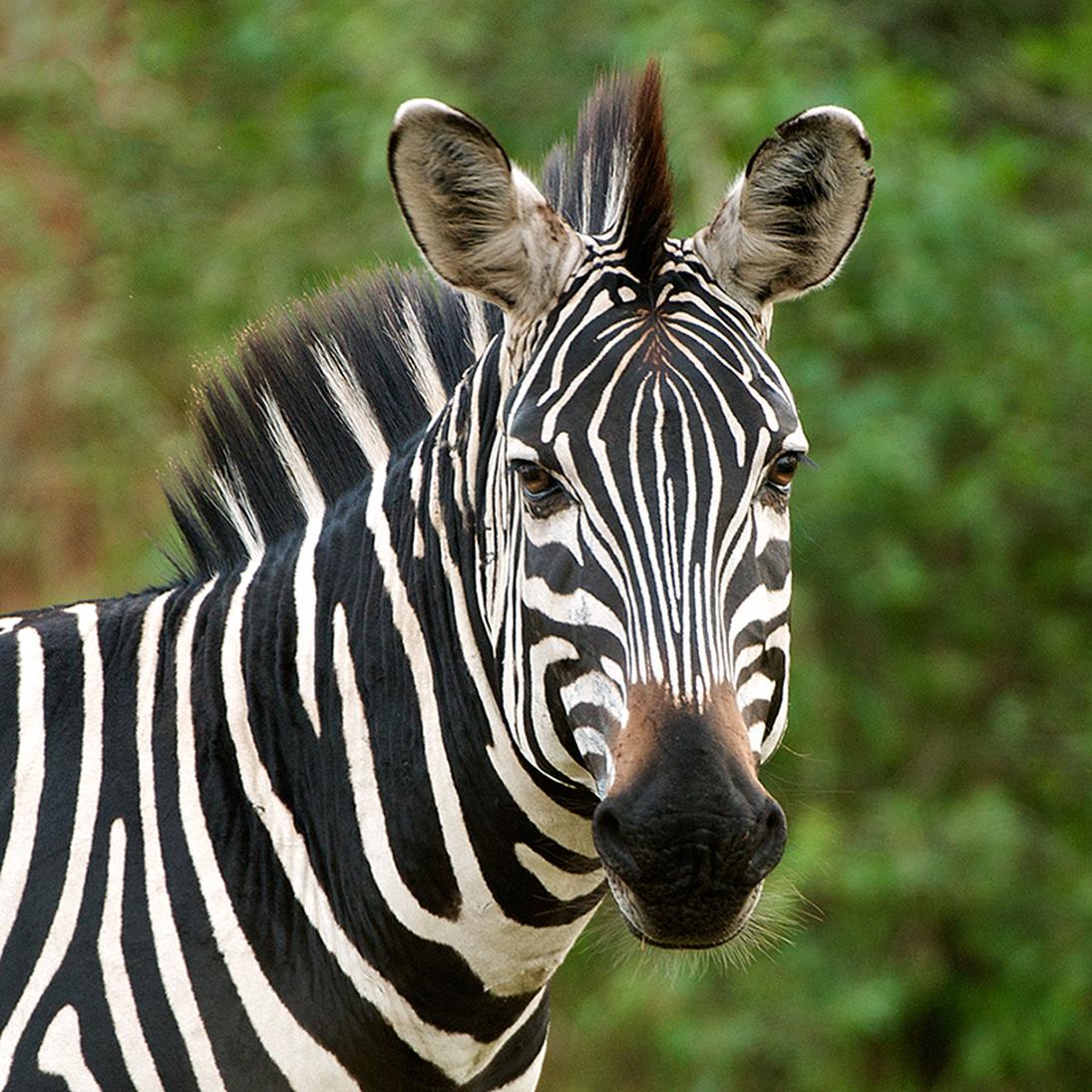 For more visual history on these attempts, see thiscollection of photosdocumenting early experiments with zebra domestication.