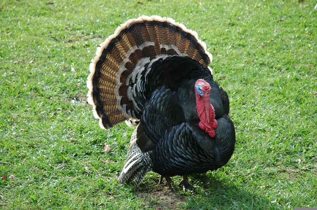 Contrary to popular belief, turkey isn’t uniquely loaded with it. Roughly 1 to 1.5 percent of the protein in turkey is tryptophan, which is about the same as chicken, beef, or eggs.