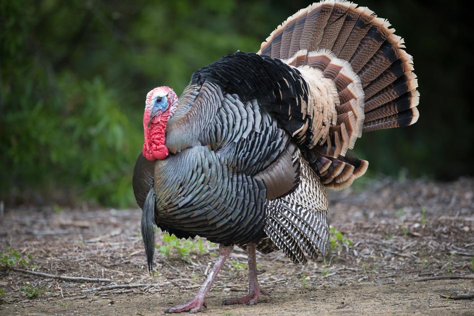 The myth endured because it was simple, culturally resonant, and tied to the American Thanksgiving tradition, where turkey is central. A popular TV show likeSeinfeldfurther spread the story, seen by over 30 million viewers, reinforcing it as a conversational point every holiday season. The entertainment value and familiarity of turkey combined well with the appealing idea of a natural sleep aid, even if the scientific basis was lacking.