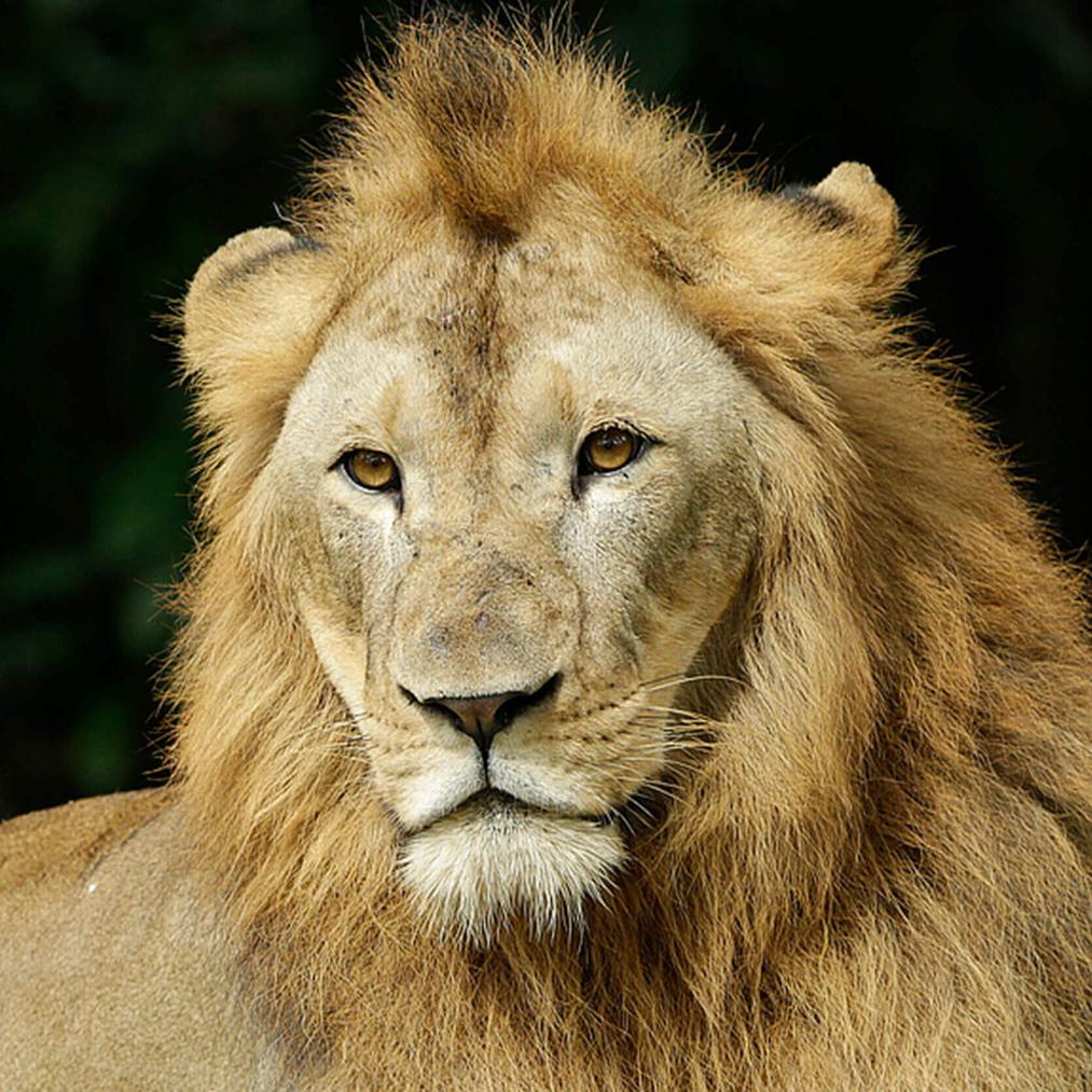 The Monarchy-Lion Connection: Bloodlines and Power