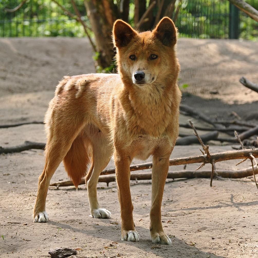 Why Were Dingoes Such Unlikely Suspects?