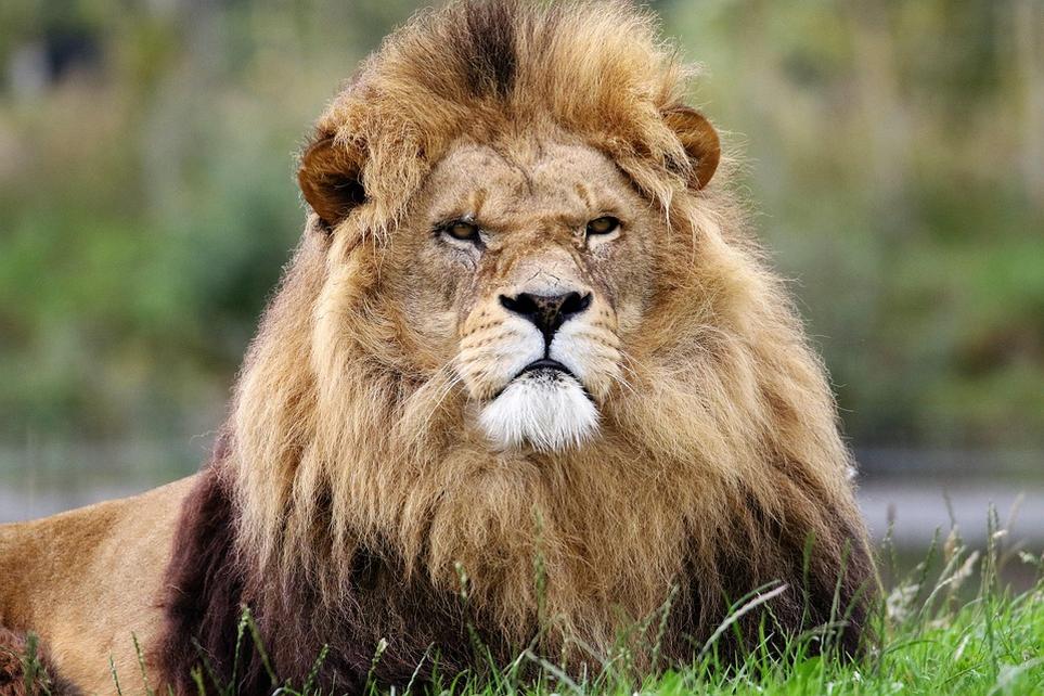 Asiatic Lions and the Price of Bravery