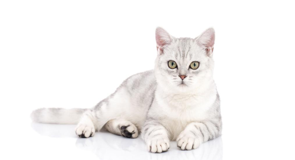 Domestic Cats Were Introduced to North America by Explorers & Colonists. Are There Native American Accounts Of These Early Kitties?