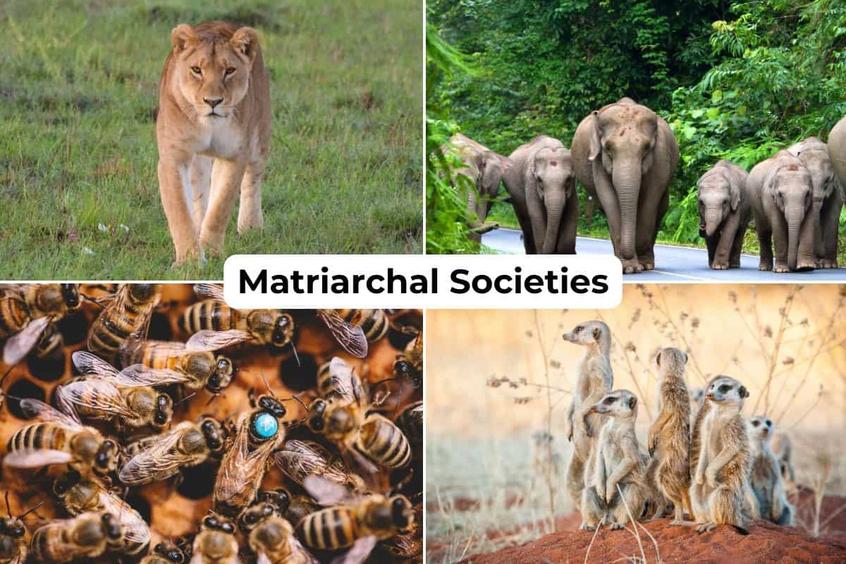 The Minangkabau of Sumatra: Where Matriarchs Reign