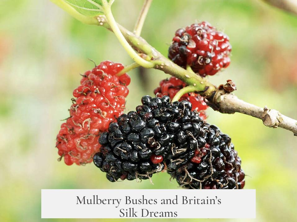 Mulberry Bushes and Britain’s Silk Dreams