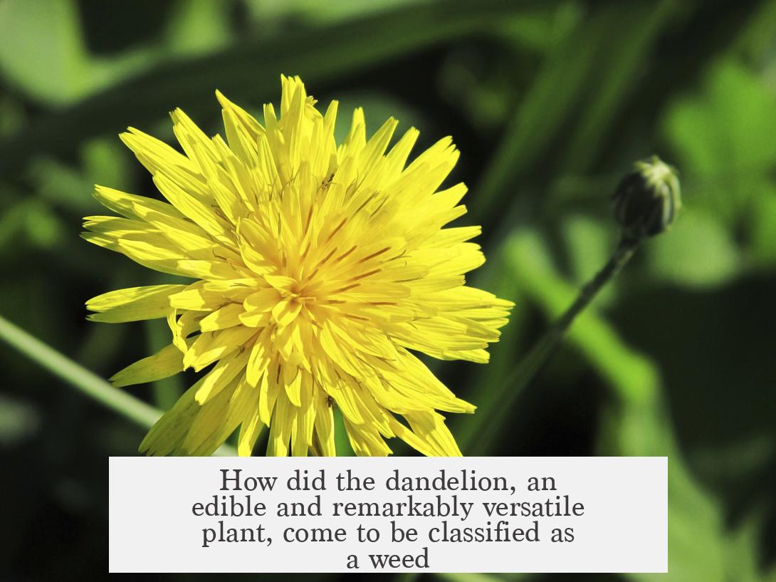 How did the dandelion, an edible and remarkably versatile plant, come to be classified as a weed?