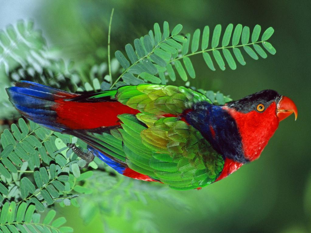 Matthew 6:26 talks about the common birds of the sky — the kind that neither sow, reap, nor store food in barns — to illustrate a powerful point about trusting God's provision.But what kind of birds are these? Were they sparrows? Swallows? Crows? Let’s unpack this fascinating question with a blend of biblical insight, natural history, and a sprinkle of humor.