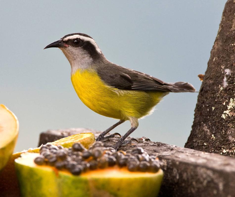 The teaching remains clear despite some birds occasionally storing food in small amounts. Such behaviors were exceptions and did not undermine the general observation that birds do not practice organized farming or food storage comparable to humans.