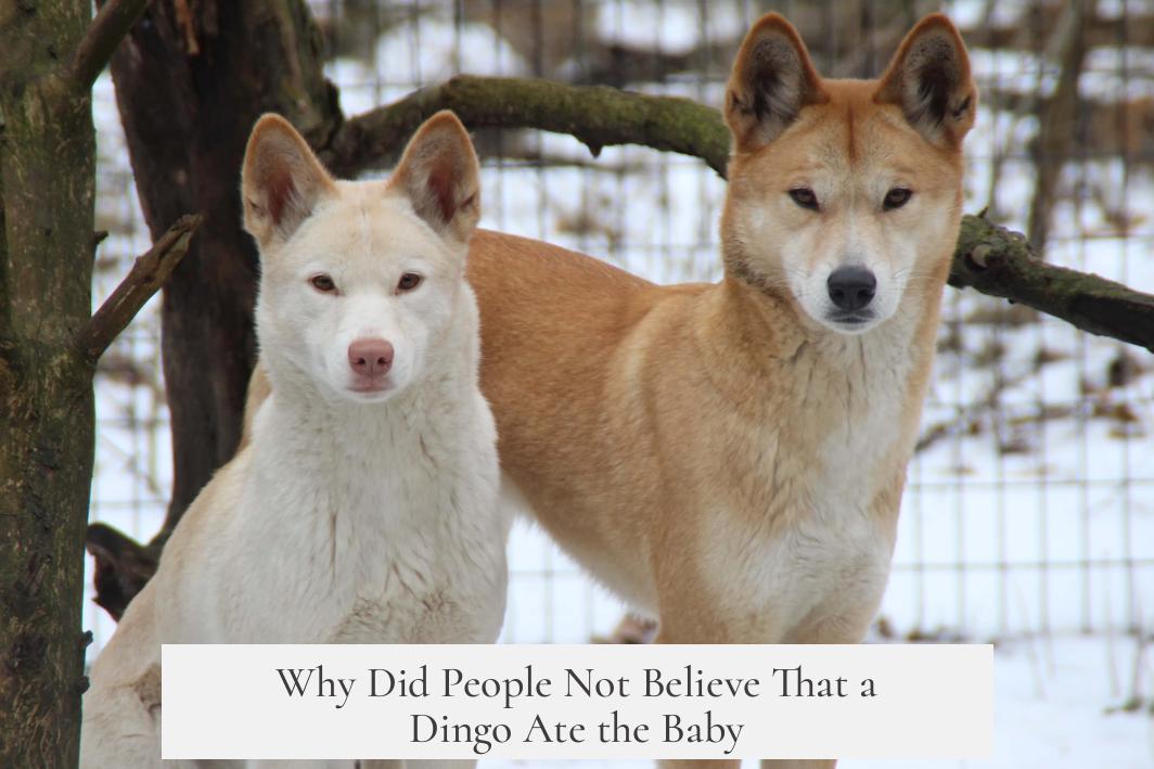 Why Did People Not Believe That a Dingo Ate the Baby?
