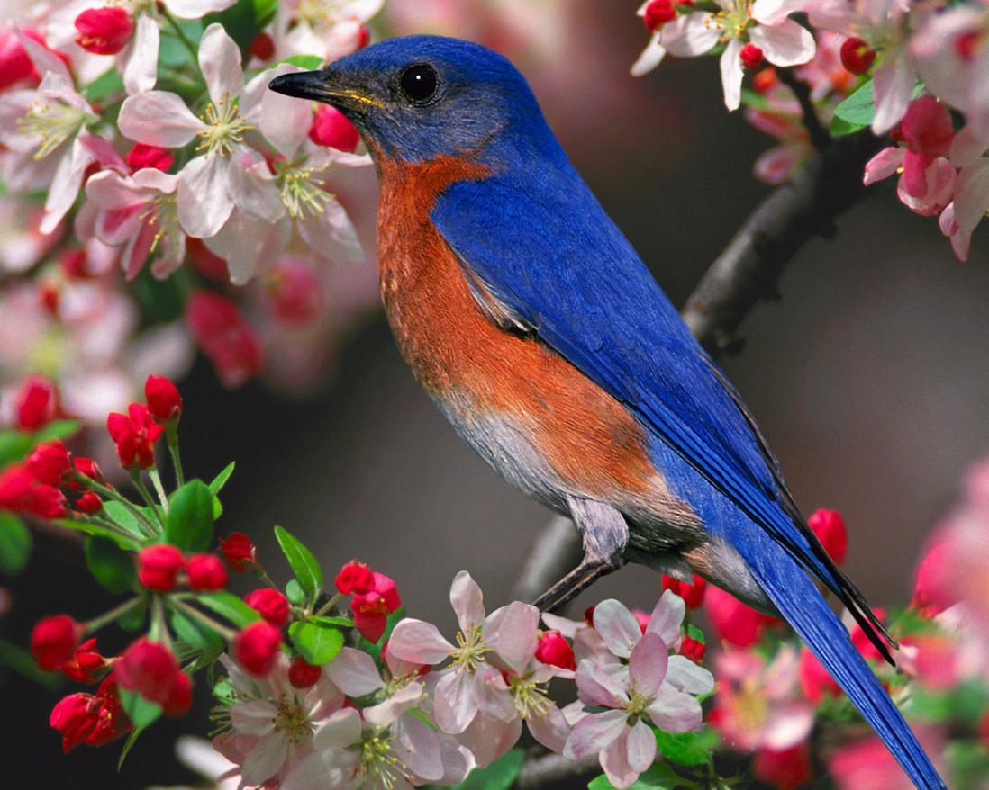The significance lies in contrasting human efforts to secure food with the birds’ apparent carefreeness. Birds do not farm or store yet receive sustenance through natural means, which Jesus attributes to God's providence. This message encourages trust in divine provision rather than anxiety over material needs.