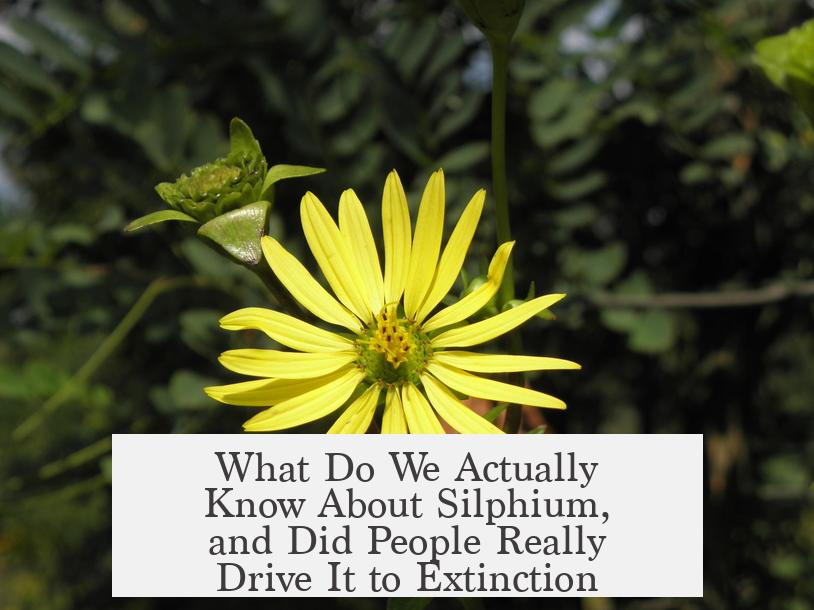 What Do We Actually Know About Silphium, and Did People Really Drive It to Extinction?