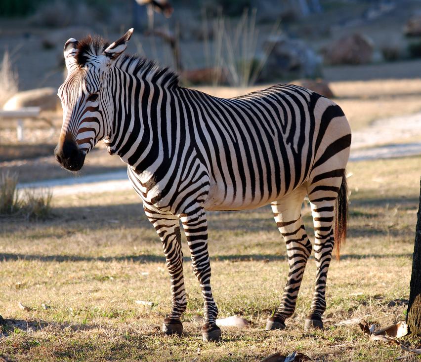 Humans never used zebras as pets, for commercial purposes, or bred hybrids for work due to their aggressive temperament, physical limitations, and failed domestication attempts.Zebras remain wild animals whose behavior and size do not suit typical domestication or labor roles.