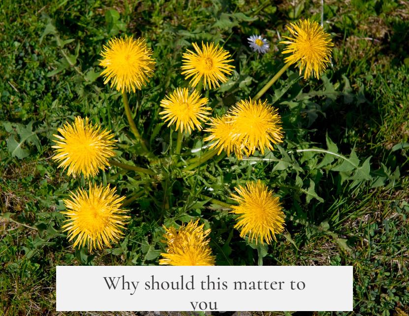 Why should this matter to you?