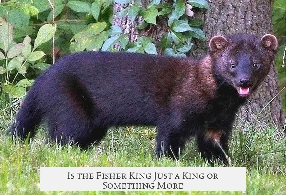 Is the Fisher King Just a King or Something More?
