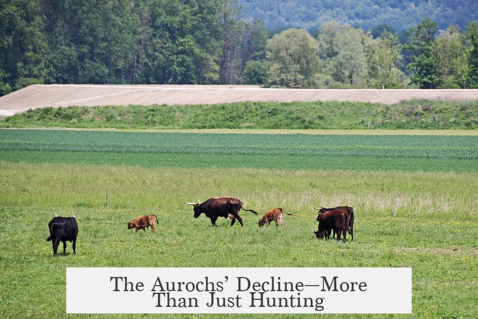 The Aurochs’ Decline—More Than Just Hunting