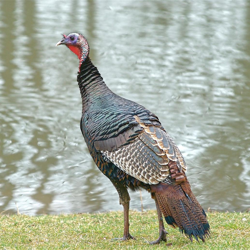 In reality, turkey has no special effect on sleepiness beyond what any substantial meal provides. The post-Thanksgiving drowsiness is more likely caused by large meal sizes, alcohol consumption, and relaxation rather than tryptophan content in turkey. Still, the myth lives on due to its simple appeal and widespread repetition.