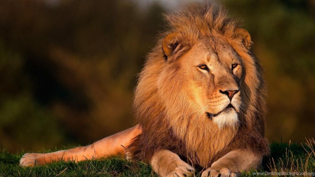 Lion Behavior Mirrors Noble Ideals