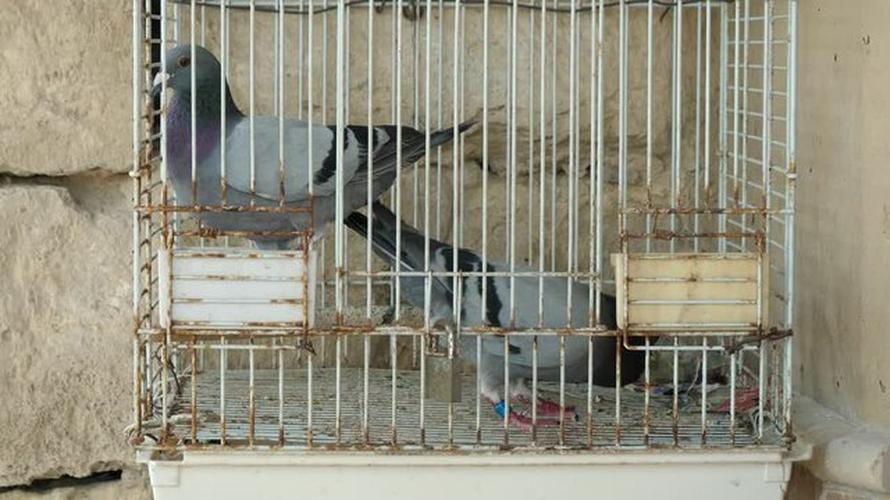 During World War I, the British effectively exploited homing pigeons to support naval and aerial patrols. Lieutenant-Colonel Alfred Osman, a key figure leveraging pigeon-fancying networks, organized coastal loft chains along Britain's east coast. Pigeons were supplied to trawlers and seaplanes patrolling the North Sea.