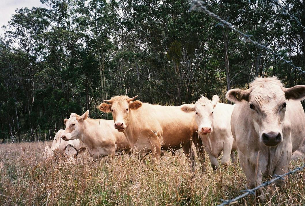 The March of Indicine Cattle: The Indian Powerhouse