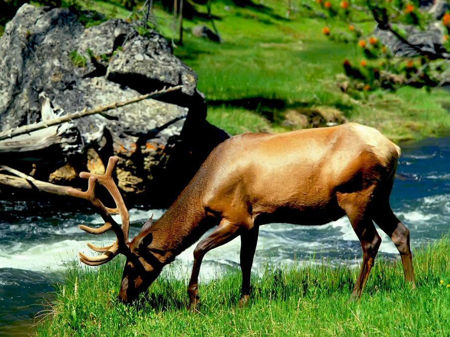 The history of the Wild Hunt traces back to ancient folklore, reflecting a widespread motif of spectral hunters engaged in an endless chase. This phenomenon appears across multiple cultures, often linked to ghostly riders or spirits condemned to roam without rest.