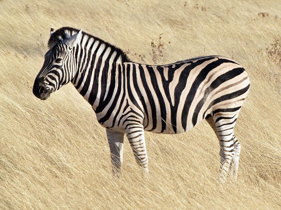 The Wild Heart of Zebras: Temperament Troubles