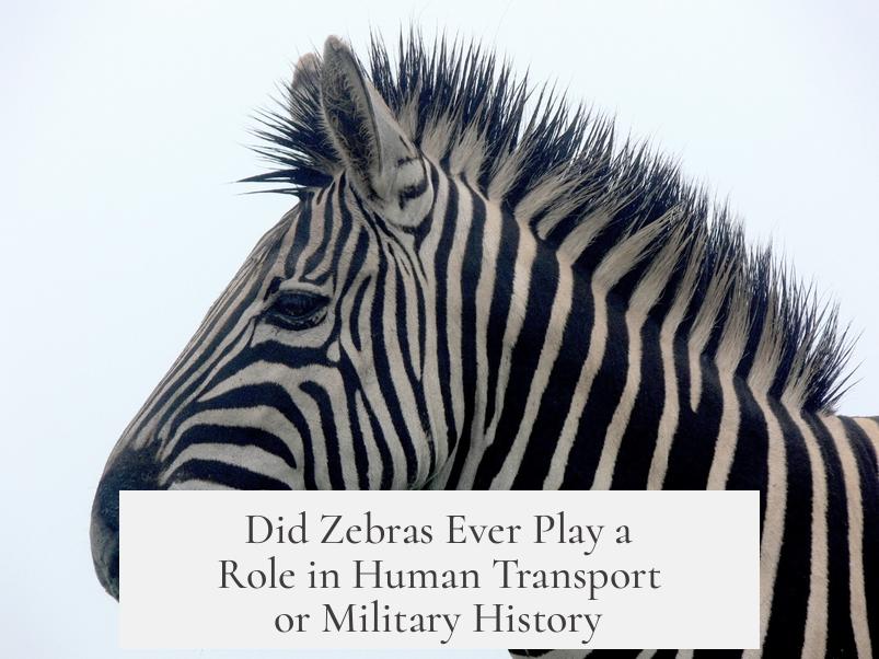 Did Zebras Ever Play a Role in Human Transport or Military History?