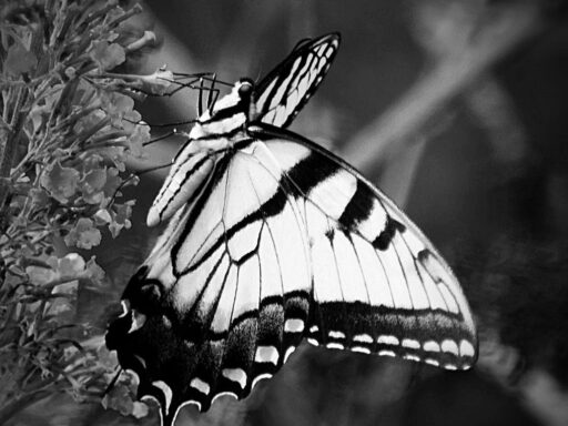 The Design and Impact of the Butterfly Ballot in the 2000 Presidential Election