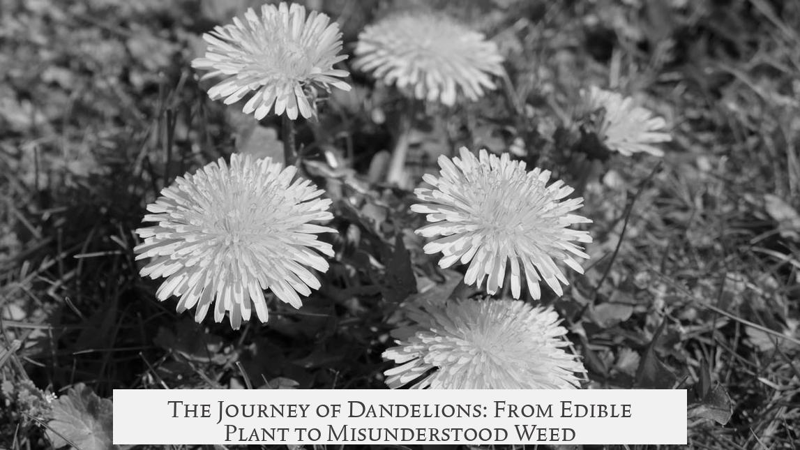 The Journey of Dandelions: From Edible Plant to Misunderstood Weed